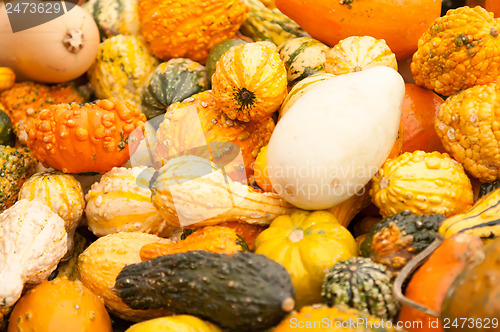 Image of pumpkins on a pumpkin patch