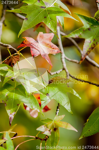 Image of autumn leaves abstract background