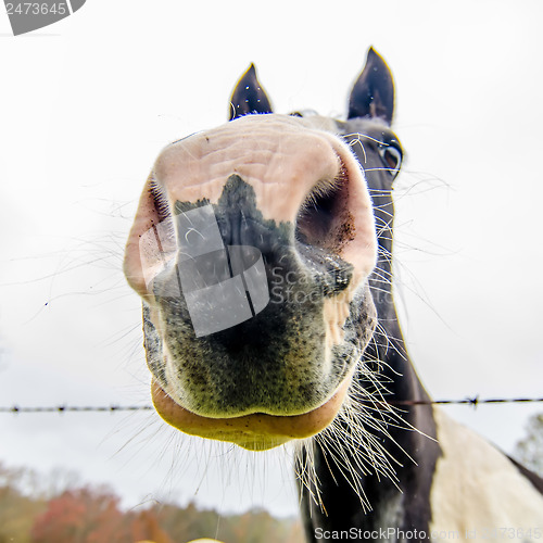 Image of funny horse nose and portrait