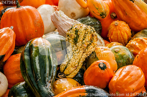 Image of pumpkins on a pumpkin patch