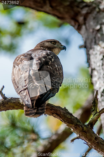 Image of coopers hawk perched on tree watching for small prey