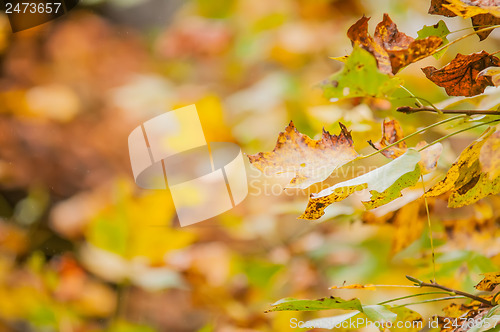 Image of autumn leaves abstract background