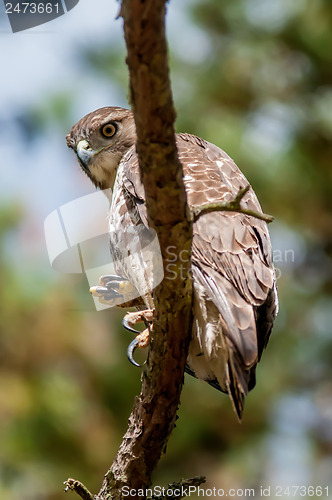 Image of coopers hawk perched on tree watching for small prey