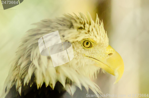 Image of bald eagle portrait