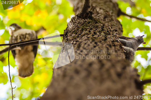 Image of hawk hunting for a squirrel on an oak tree
