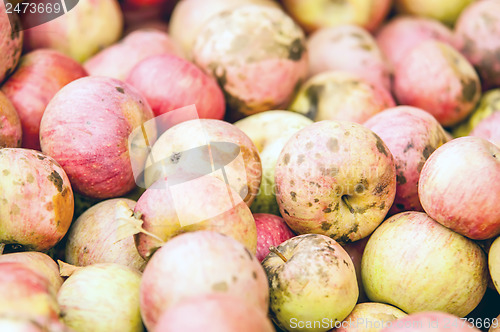 Image of Freshly harvested colorful crimson crisp apples on display at th