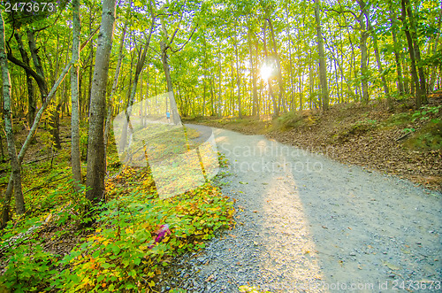 Image of Beautiful autumn forest mountain stair path at sunset