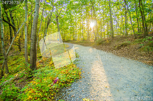 Image of Beautiful autumn forest mountain stair path at sunset
