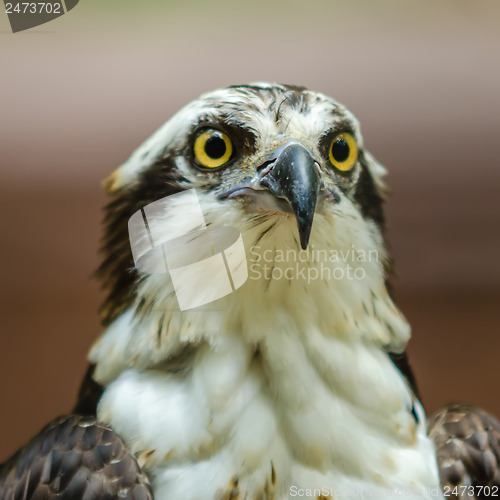 Image of A beautiful closeup of a falcon