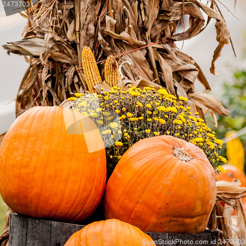 Image of pumpkins on a pumpkin patch