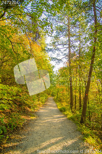 Image of Beautiful autumn forest mountain stair path at sunset