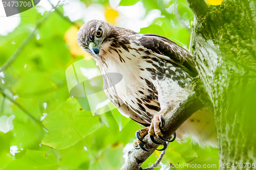 Image of hawk hunting for a squirrel on an oak tree