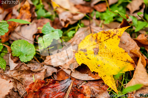 Image of autumn leaves abstract background