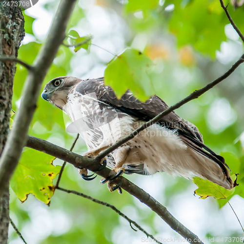 Image of hawk hunting for a squirrel on an oak tree