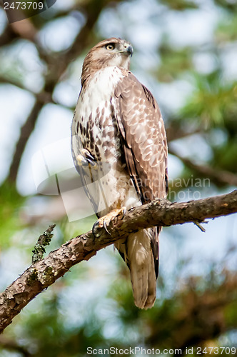Image of coopers hawk perched on tree watching for small prey