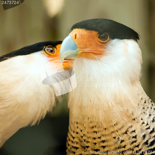 Image of two crested caracara bird cleaning each other