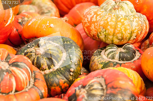 Image of pumpkins on a pumpkin patch