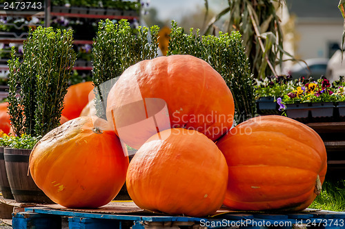 Image of pumpkins on a pallet next to a fork lift