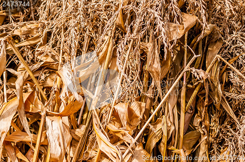 Image of harvested corn leftovers stalks