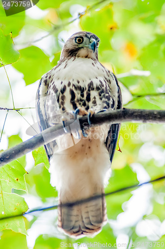 Image of coopers hawk perched on tree watching for small prey