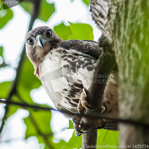 Image of hawk hunting for a squirrel on an oak tree