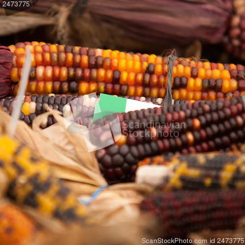 Image of indian corn on display