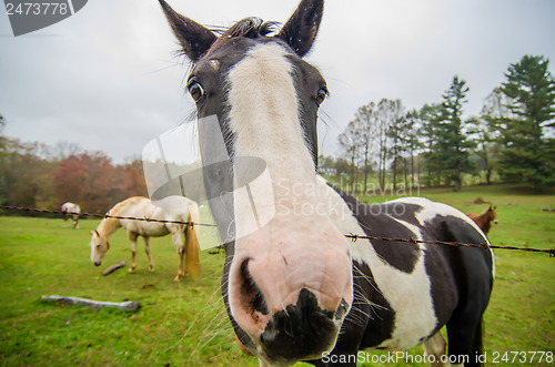 Image of funny horse nose and portrait