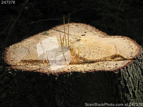 Image of Stump