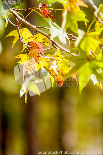 Image of autumn leaves abstract background