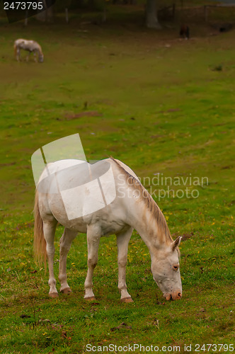 Image of herd of horses pasture in a valley with green hill