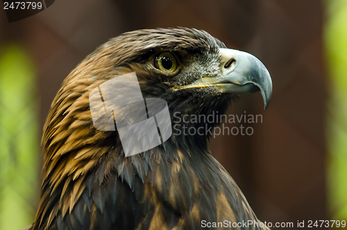 Image of Portrait of a Golden Eagle