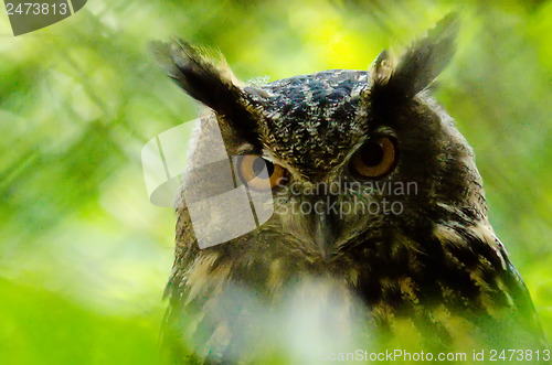 Image of closeup of an owl