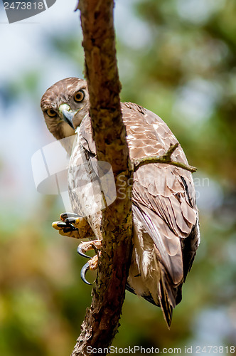 Image of coopers hawk perched on tree watching for small prey