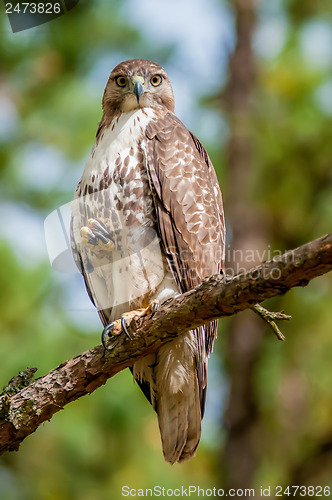 Image of coopers hawk perched on tree watching for small prey