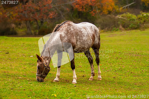 Image of herd of horses pasture in a valley with green hill
