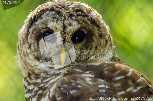 Image of closeup of an owl