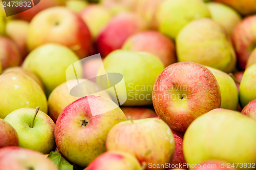 Image of Freshly harvested colorful crimson crisp apples on display at th