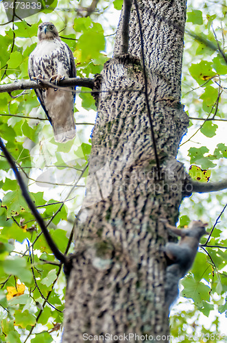 Image of hawk hunting for a squirrel on an oak tree