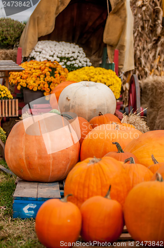 Image of pumpkins on a pumpkin patch