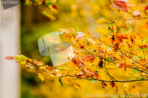 Image of autumn leaves abstract background