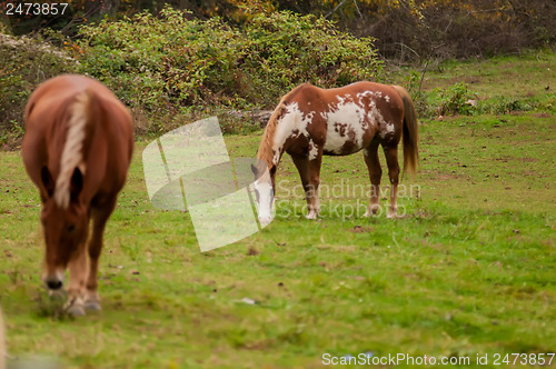 Image of herd of horses pasture in a valley with green hill