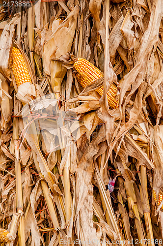 Image of harvested corn stalk stacked up near fence