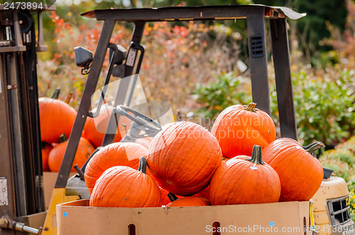 Image of pumpkins on a pallet next to a fork lift