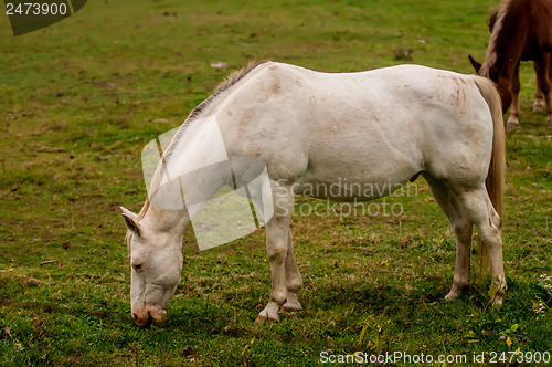 Image of herd of horses pasture in a valley with green hill