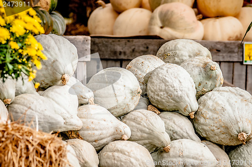 Image of blue pumpkins on farmers market display