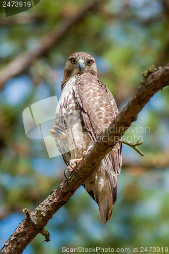 Image of coopers hawk perched on tree watching for small prey