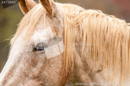 Image of beautiful gray horse portrait