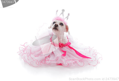 Image of Pampered Princess or Ballerina pet