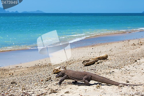 Image of Komodo Dragon