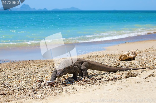 Image of Komodo Dragon